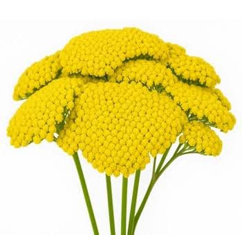 Achillea Achillea Yellow 60 Cm