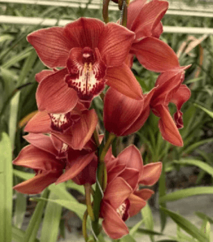 Cymbidium Frederika Brown Orange Rust 9/12 Bl