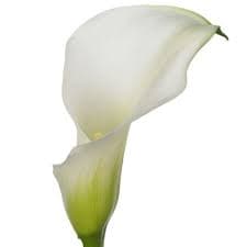 Calla (mini) Crystal White White 50 Cm