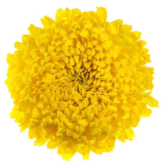 Mum Cremon Astroid Yellow
