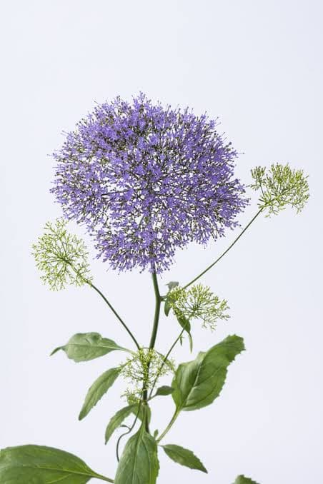 Trachelium Blue Purple 60 Cm