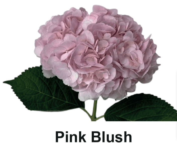 Hydrangea Immersion Pink Blush Premium 18 Cm
