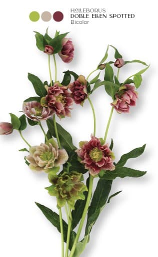 Helleborus Ellen Dbl Spotted Antique Bic 40-50 Cm Ec