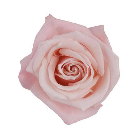 Rose Sweet Escimo Blush Pink Light 50 Cm