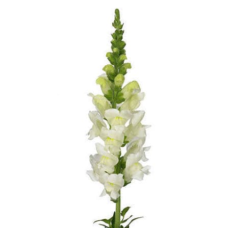 Snapdragon White 80 Cm
