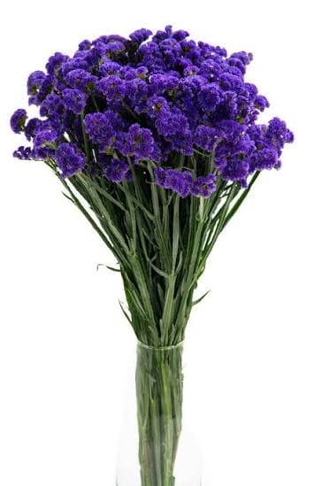 Statice Blue Purple 60 Cm Fancy