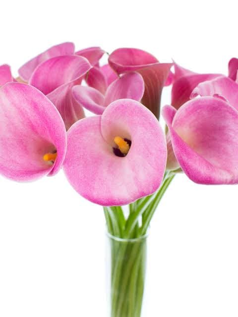 Calla (mini) Candy Art Pink 50 Cm