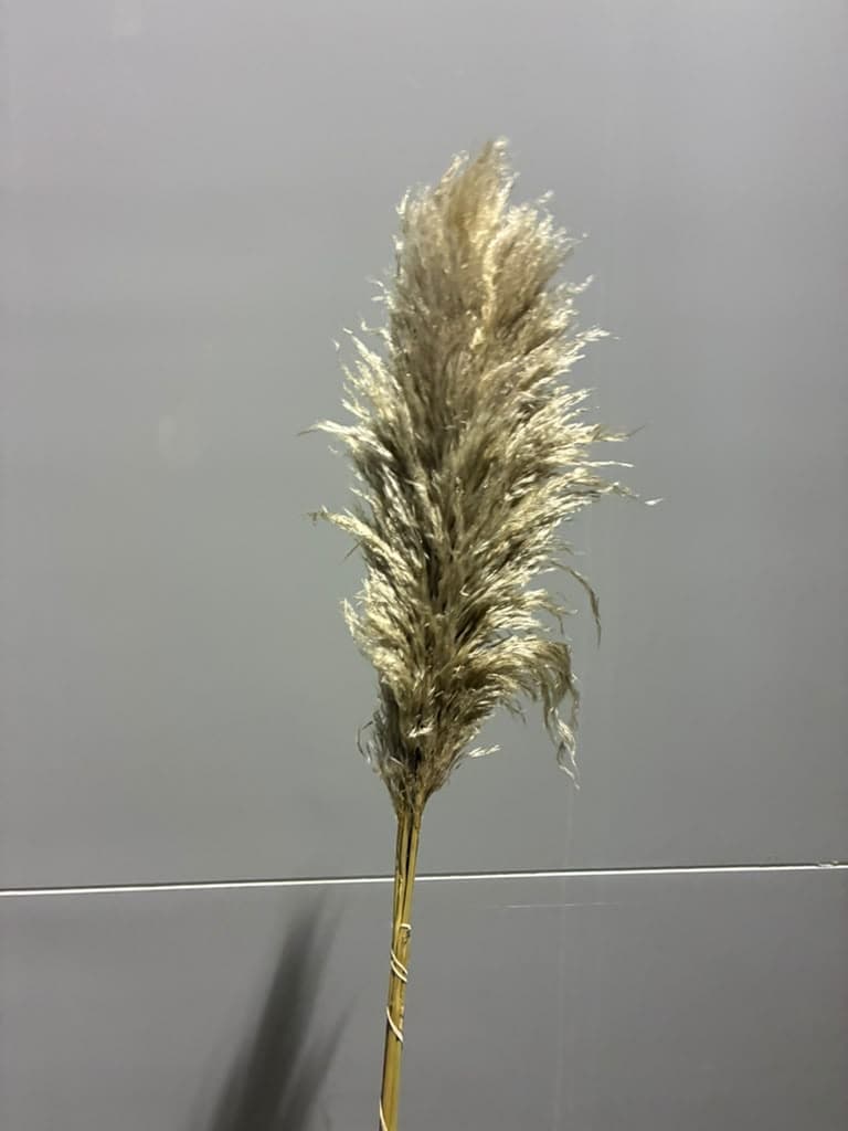 Pampas Grass Natural Dried Caramel 60 Cm 5 St Peru
