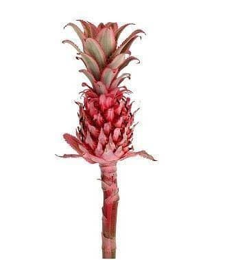 Tropical Pineapple Pink Bic Small 25/30 Cm (1019q)