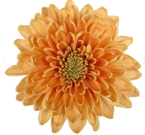Mum Cremon Rossano Orange 70 Cm
