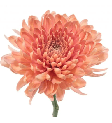 Mum Linette Cremon Disbud Peach Salmon 70 Cm