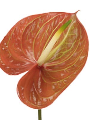 Anthurium Corniche Brown Medium 11 Cm No Credit
