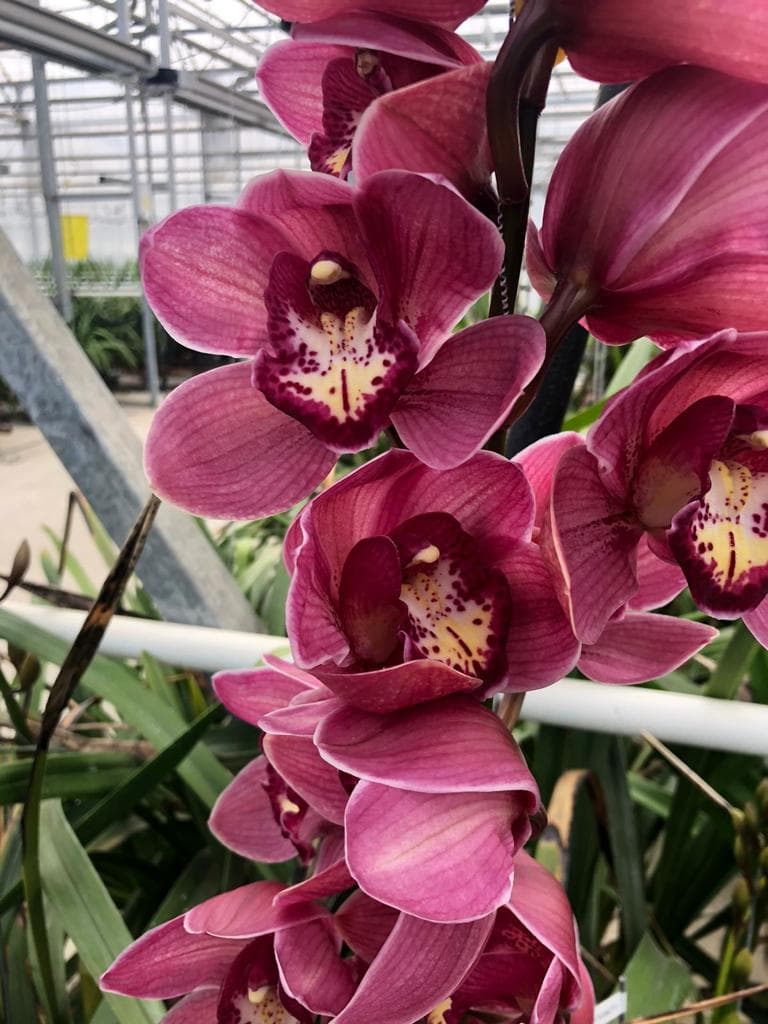 Cymbidium Red Dream Pink Dark 12/15 Bl 80 Cm
