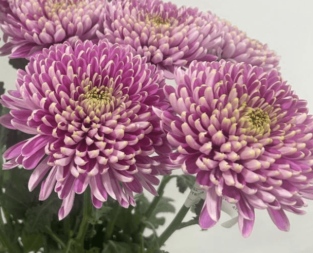 Mum Cremon Pristine Lavander Pink 70 Cm Ec
