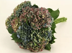 Hydrangea Autumn Antique Bic 60 Cm Italia