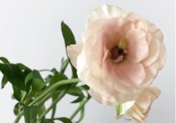 Ranunculus Butterfly Ariadne Pink Light Blush 40/50 Cm