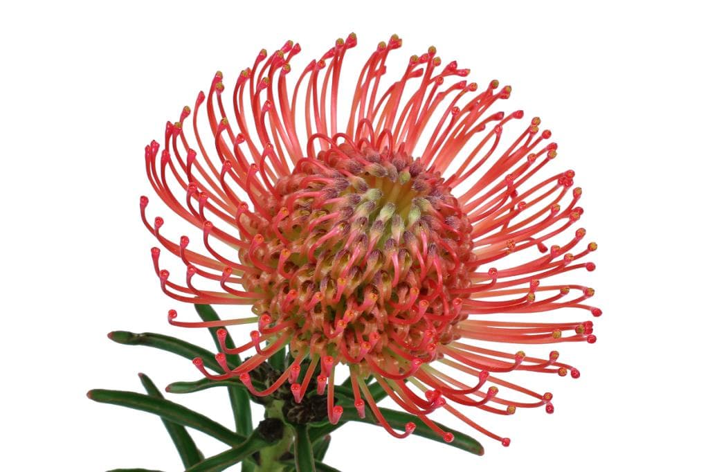 Protea Pincushion Succession Orange Red 40 Cm