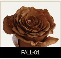 Rose Fall-01 Sub. Toffee Brown Caramel Tint 50 Cm