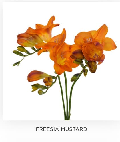 Freesia Mustard Orange 40 Cm Ec