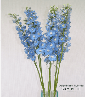 Delphinium Sky Elatum Blue Light 80 Cm X 5 St Hybrid