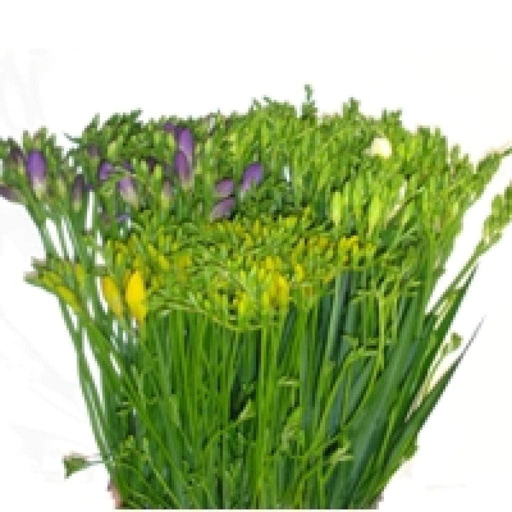 Freesia Assorted Double