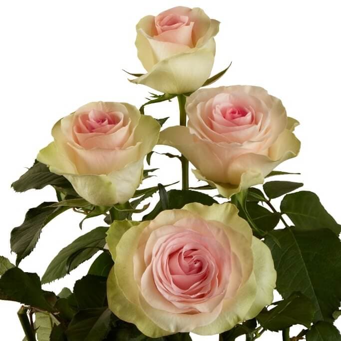 Rose Sweet Lady Pink Blush Bic 40 Cm