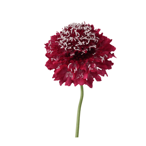 SCABIOSA RED SCOOP FOCAL RED APPLE 50 CM