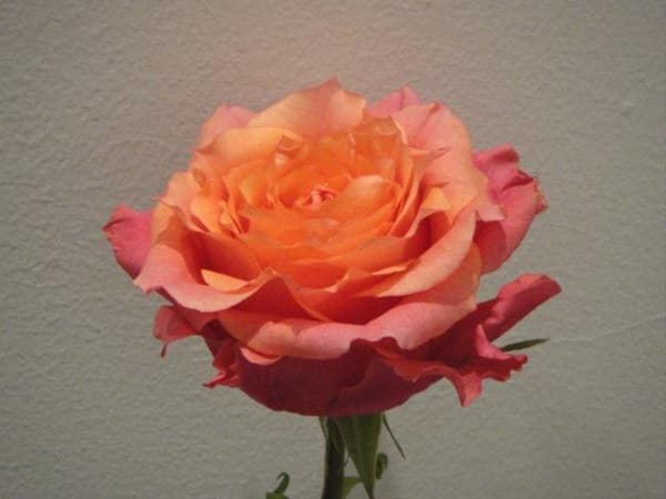 Rose Natures Cherry Bi-col 60cm