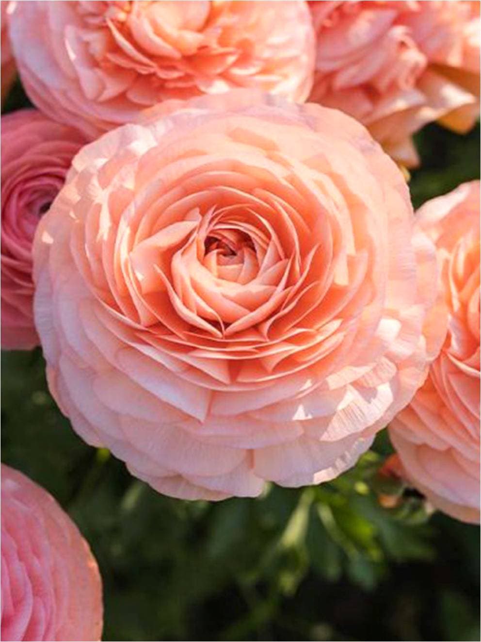 Ranunculus Elegance Salmone Salmon 35-45cm