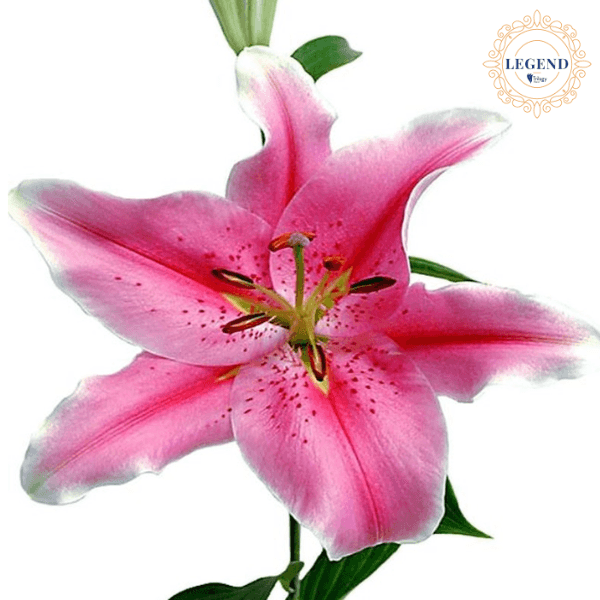 Lily Ori Sorbone Legend Pink 3-5bl