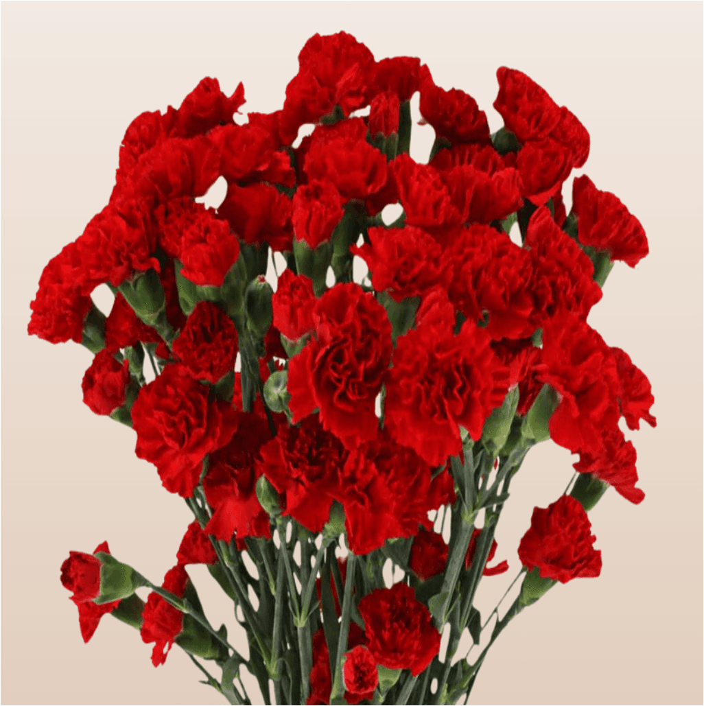 Mini Carn Rony Red Select