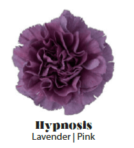 CARNATION LAVENDER HYPNOSIS FANCY