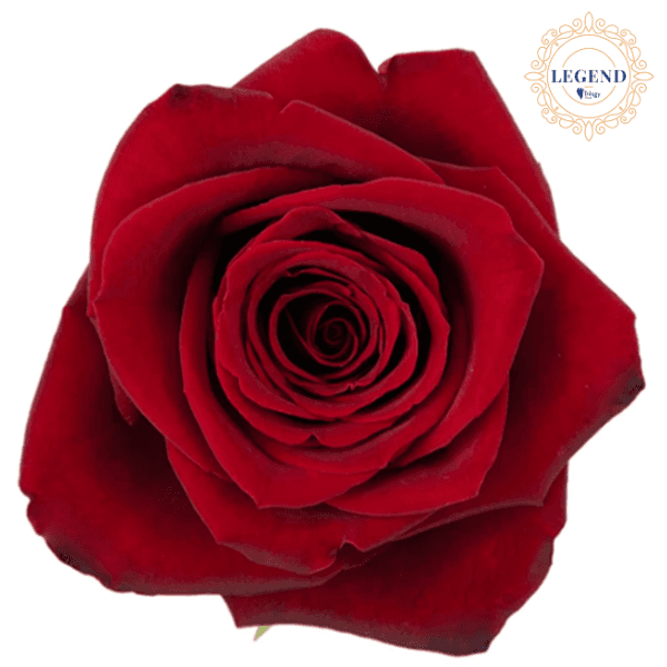 Rose Red Freedom Legend 70cm