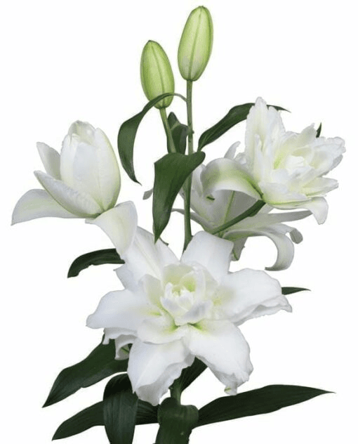 Lily Ori Double Chardonay White 3/5bl
