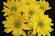 Pom Daisy Reagan Yellow