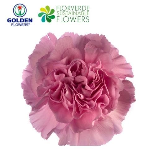 Carnation Prinz (s2lv) Lavender Fancy