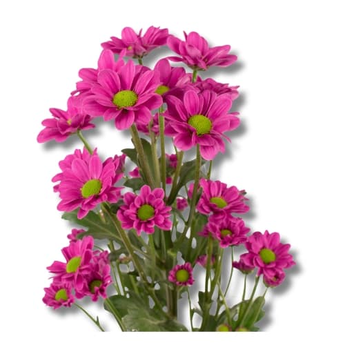 MICROPOM PURPLE ILSEY - DAISY (M2PU) 70CM