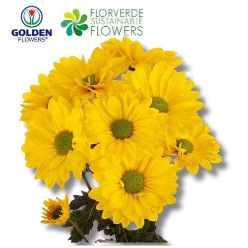 Daisy Brazilian (dayw) Yellow 75cm