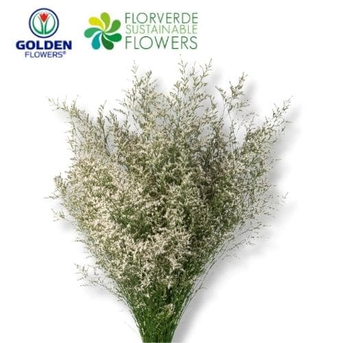 Limonium (lmwh) White 80cm