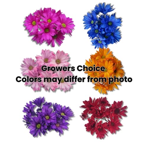 Daisy Tinted 6 Colors (data) Asst 75cm