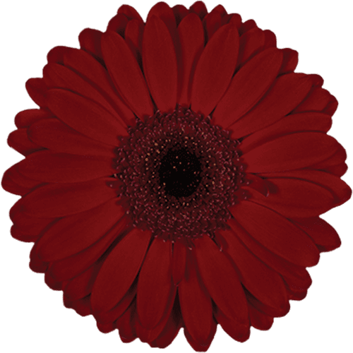 Gerbera Amarone Red Standard