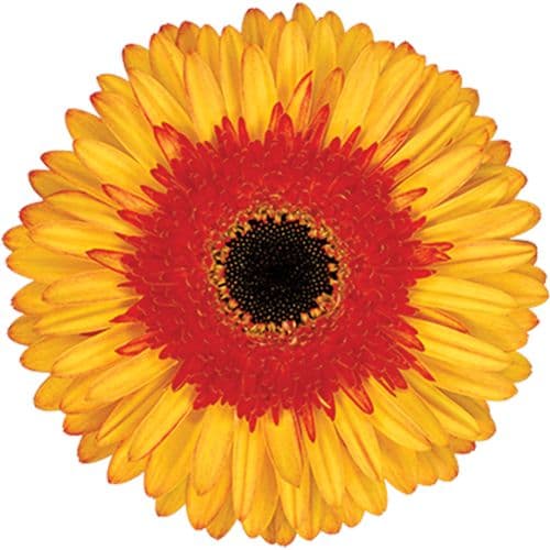 Gerbera Candy Corn Yellow Standard