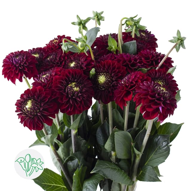 Dahlia Burgundy Black Fox 60 cm